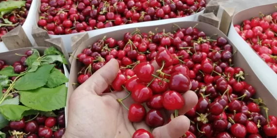 Bursa Büyükşehir Belediyesi, Keles Kirazı için Coğrafi İşaret Tescil Belgesi Aldı