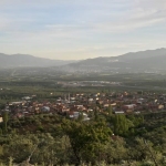 ORHANGAZİ YENİKÖY’DE UYUZ VAKALARI ARTTI, MUHTARLIK UYARDI