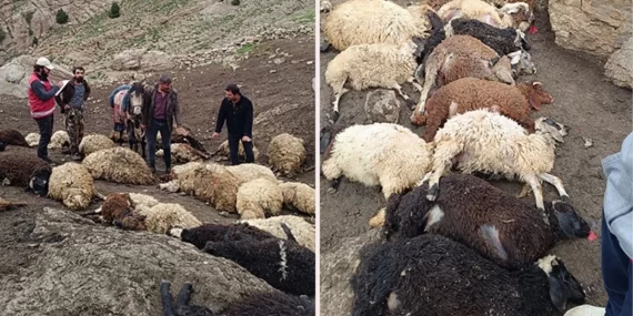 Van’da kurtlar yayladaki sürüye saldırdı